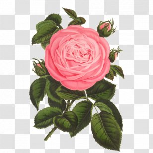 Floral Design Printmaking Art Rose Vintage Print - Poster Transparent PNG
