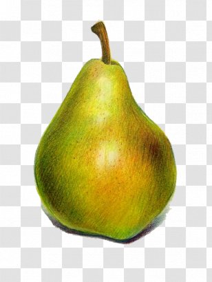 Pyrus Xd7 Bretschneideri European Pear Cartoon - Caricature Transparent PNG