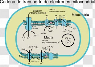 Electron Transport Chain Coenzyme Q â€“ Cytochrome C Reductase Mitochondrion Oxidase - 28 May Transparent PNG