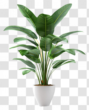 Tall Indoor Plant - Indoor Potted Plant With Lush Green Leaves Transparent PNG