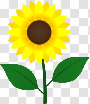 Common Sunflower Image Illustration Seed Clip Art - Home Decoration Materials Transparent PNG