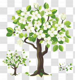 Flower Tree - Flowering Tree Full Of White Blossoms Transparent PNG