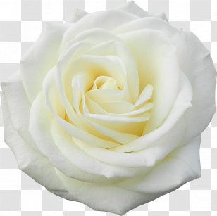 Garden Roses Flower White - Rosa Centifolia Transparent PNG