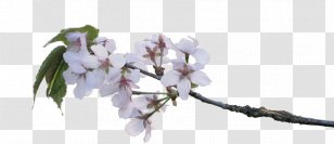 Cherry Blossom Twig Flower Branch - Amalus - Apple Transparent PNG