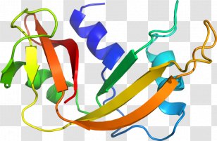 Graphic Design Line Clip Art - Organism Transparent PNG