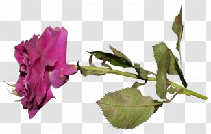 Garden Roses Cut Flowers Bud Plant Stem Lily - Lettering - Joanne Button Transparent PNG