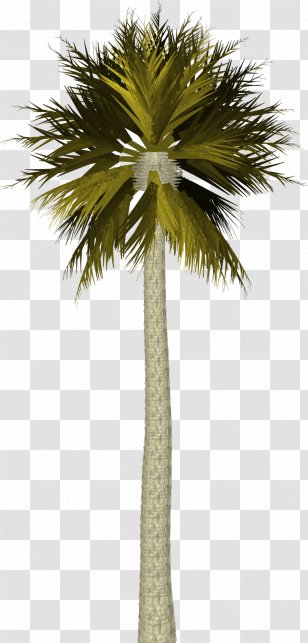 Arecaceae Tree Coconut - Flowerpot - Palm Transparent PNG