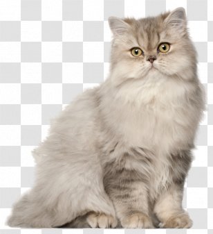 Persian Cat Munchkin Exotic Shorthair Ragamuffin Oriental - Siberian - Kitten Transparent PNG