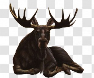 Moose Roe Deer Reindeer Elk - Antler Transparent PNG