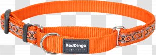 Dingo Dog Collar Martingale American Bully - Orange - Collars Transparent PNG