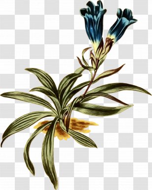 Flower Plant Stem Branching Plants - Branch - Gentian Family Herbaceous Transparent PNG