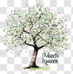 March Equinox - Blossoming Tree For March Equinox Transparent PNG