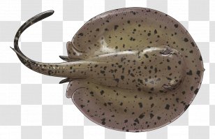 Ocellate River Stingray Potamotrygon Yepezi Magdalena Batoidea Orbignyi Transparent PNG