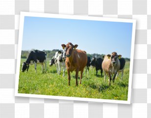 Dairy Cattle Milk Jersey Beef Farm - Herd Transparent PNG