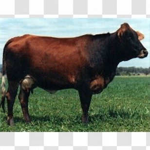 Sahiwal Cattle Holstein Friesian Jersey Ayrshire Guernsey - Dairy Farming Transparent PNG