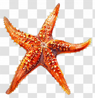 Starfish - Realistic Starfish Illustration In Orange Shades Transparent PNG
