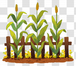 Corn Plants - Corn Plants Growing In A Wooden Fenced Garden Transparent PNG