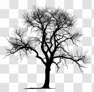 Large Bare Tree - Large Bare Tree With Wide Branches Transparent PNG