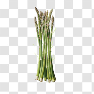 Asparagus - Realistic Asparagus Bunch Illustration Transparent PNG