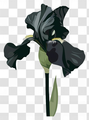 Iris - Elegant Black Iris Flower Illustration Transparent PNG