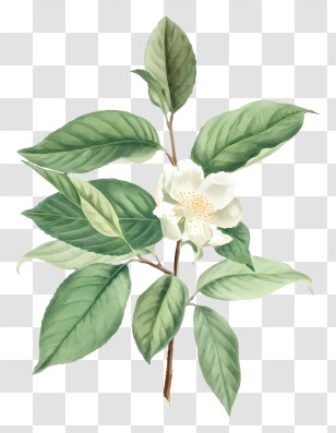 Flower Painting - Botanical Branch With Green Leaves And White Flower Transparent PNG