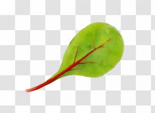 Leaf Green Plant Flower Vegetable - Stem Transparent PNG