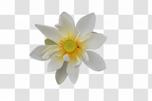 White Flower Royalty-free Color Yellow Transparent PNG