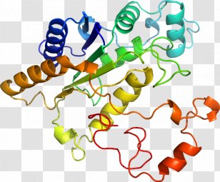 Organism Human Behavior Line Clip Art - Artwork Transparent PNG
