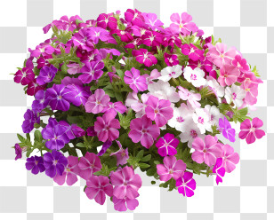 Phlox Flower Bed - Bright Decorative Floral Arrangement Transparent PNG