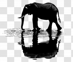 Elephant Silhouette - Elephant Walking In Water Transparent PNG