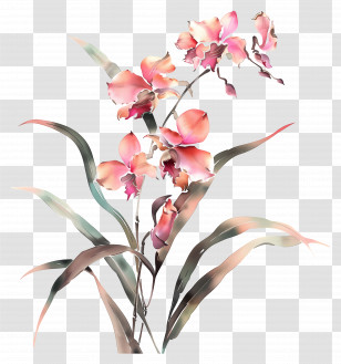 Shenzhen Nongke Orchid - Pink Orchid Flowers Transparent PNG