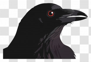 Raven - Black Crow Illustration Transparent PNG