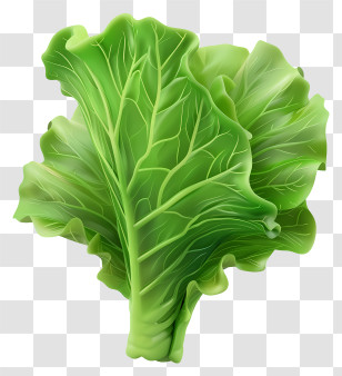Lettuce - Fresh Green Lettuce Leaves For Healthy Meals Transparent PNG