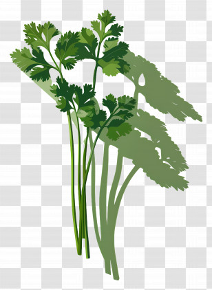 Cilantro - Fresh Green Coriander Leaves Transparent PNG