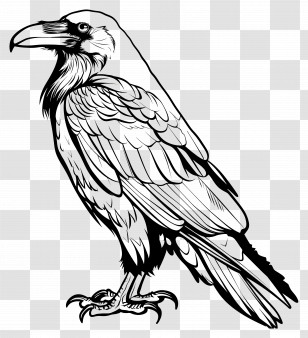 Raven - Raven Black And White Illustration Transparent PNG