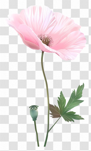 Pink Poppy Flowers - Pink Poppy Flower Botanical Art Transparent PNG