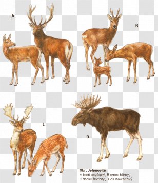 White-tailed Deer Elk Reindeer Musk Deers Transparent PNG