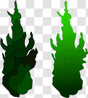 Pine Family Silhouette Tree - Leaf - Plant Transparent PNG