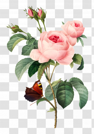 Vintage Flowers - Pink Roses With Butterfly Transparent PNG