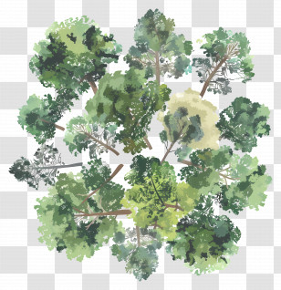 Forest Canopy - Green Tree Illustration Pattern Transparent PNG
