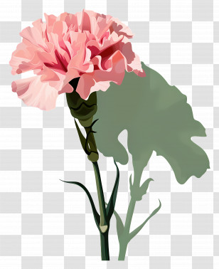 Carnations - Beautiful Pink Carnation Flower Illustration Transparent PNG