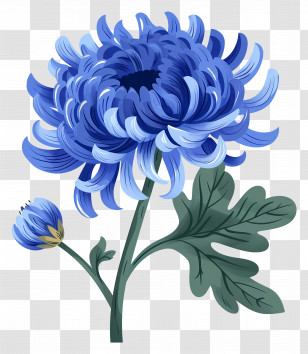 Blue Chrysanthemum - Beautiful Blue Chrysanthemum Illustration Transparent PNG