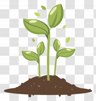 Sprout - Green Plant Sprouting Illustration Transparent PNG