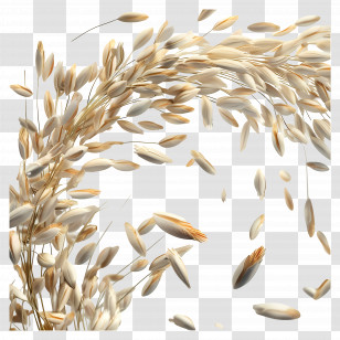 Rice Grains - Golden Wheat Transparent PNG