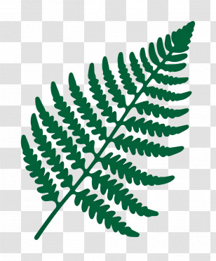 Fern Leaves - Green Fern Leaf Illustration Transparent PNG