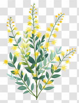 Mimosa Flowers - Yellow Flowering Plant For Garden Transparent PNG