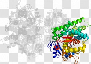 Illustration Clip Art Grape Desktop Wallpaper Line - Computer - Cytochrome P450 Family 1 Member A1 Transparent PNG