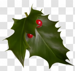 Christmas Holly Ilex - American - Flower Hollyleaf Cherry Transparent PNG
