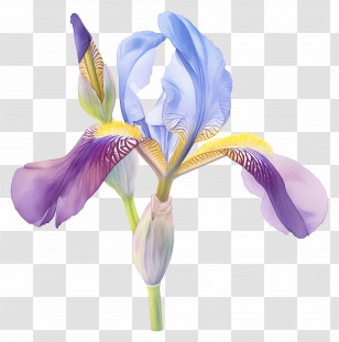 Algerian Iris - Delicate Blue Iris Flower Illustration Transparent PNG