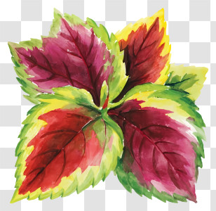 Plant Painting - Watercolor Painting Of Colorful Leaves Transparent PNG